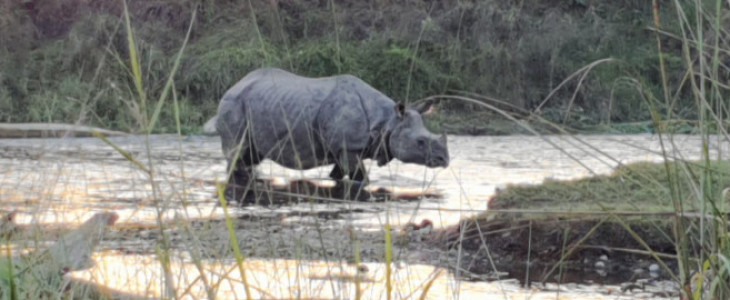 Chitwan Jungle Safari 2 Nights 3 Days